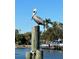 Pelican perches on a weathered piling, set against a backdrop of tranquil waters and lush waterfront scenery at 1943 Bayou Grande Ne Blvd, St Petersburg, FL 33703