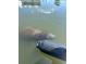 Gentle manatee swimming near a seawall with calm waters and a clear view of wildlife in its natural habitat at 1943 Bayou Grande Ne Blvd, St Petersburg, FL 33703