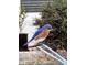 Bluebird perched on a garden feature at 1529 Allegheny Dr, Sun City Center, FL 33573