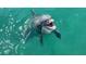 Dolphin in the water near the property at 1206 Riding Rocks Ln, Punta Gorda, FL 33950