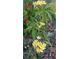 Tropical garden features beautiful blooming flowers at 6060 Shore S Blvd # 705, Gulfport, FL 33707
