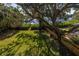 Large backyard with lush lawn, mature trees, and waterfront access at 838 Monterey Ne Blvd, St Petersburg, FL 33704