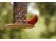 A red cardinal perched on a bird feeder at 219 Cypress Ct, Oldsmar, FL 34677