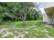 Spacious backyard featuring a unique tree with Spanish moss and a well-manicured lawn at 514 Crestover Dr, Temple Terrace, FL 33617