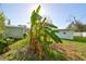 Backyard view featuring a banana tree and lush landscaping at 3207 Acacia St, Lutz, FL 33558