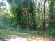 Overgrown vacant lot with lush vegetation at 3161 Lake Pine S Way # B1, Tarpon Springs, FL 34688