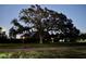 Large oak tree with lights on either side of walkway at 2098 Belleair Rd, Clearwater, FL 33764