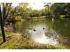 Tranquil pond with ducks at 3076 Eastland Blvd # 106, Clearwater, FL 33761