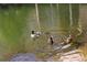 Ducks swim peacefully in a serene pond reflecting surrounding trees at 3076 Eastland Blvd # 106, Clearwater, FL 33761