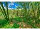 Lush bamboo grove with a clearing at 7923 18Th E Ave, Palmetto, FL 34221