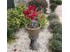 Ornamental red adenium plant in a pot at 2009 Captiva Ct, Sun City Center, FL 33573