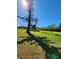Landscaped lawn with tall pine trees at 4632 Red Maple Rd # 1204, Bradenton, FL 34210