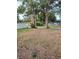 Backyard shot with mature trees at 1182 Norwood Ave, Clearwater, FL 33756