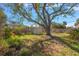 Backyard with large tree and storage shed at 245 44Th Ave, St Pete Beach, FL 33706