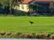 Bird on the golf course near the lake at 23503 Waverly Cir, Venice, FL 34293
