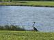 Great blue heron by lake in a green grassy area at 23503 Waverly Cir, Venice, FL 34293