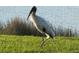 Wood stork wading in grassy area near water at 23503 Waverly Cir, Venice, FL 34293
