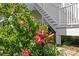 Up-close shot of lush green plants featuring vibrant red flowers, complemented by the home's stairs at 6189 Leeland S St, St Petersburg, FL 33715