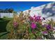 Purple flowers in bloom against the white fence at 3276 Buckhorn Dr, Clearwater, FL 33761