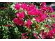 Vibrant bougainvillea flowers add curb appeal at 1727 Coco Palm Cir, Sun City Center, FL 33573