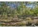 Overgrown wooded backyard with debris at 15577 Little Ranch Rd, Spring Hill, FL 34610