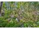 Overgrown backyard with a covered structure at 15577 Little Ranch Rd, Spring Hill, FL 34610