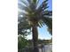 Mature palm tree in sunny waterfront lot at 7028 Southwind Dr, Hudson, FL 34667