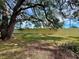 Large oak tree and grassy backyard with a wall at 6600 121St Ave # 9, Largo, FL 33773