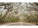 Scenic road under lush canopy of trees at 381 Estero Ct, Safety Harbor, FL 34695