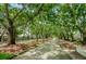 Canopied road lined with lush trees, creating a serene atmosphere at 2345 Bentley Dr, Palm Harbor, FL 34684