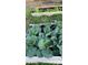 Lush raised garden beds filled with healthy green cabbage plants growing in a rural yard at 9229 Fort King Rd Rd, Dade City, FL 33525