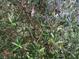 Olive branch with green olives at 9229 Fort King Rd Rd, Dade City, FL 33525
