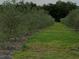 Neat rows of olive trees create a picturesque orchard at 9229 Fort King Rd Rd, Dade City, FL 33525