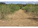 Rows of olive trees line a dry, grassy path at 9229 Fort King Rd Rd, Dade City, FL 33525