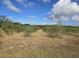 Olive trees planted in rows across a field at 9229 Fort King Rd Rd, Dade City, FL 33525