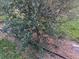 Close-up of a young olive tree with irrigation at 9229 Fort King Rd Rd, Dade City, FL 33525