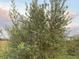 Mature olive tree in a cultivated grove at 9229 Fort King Rd Rd, Dade City, FL 33525