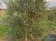 Young, healthy olive tree in an orchard at 9229 Fort King Rd Rd, Dade City, FL 33525