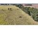 Open pasture land with two cows at 10471 Bridgegate Heights Loop, San Antonio, FL 33576