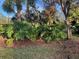 Lush tropical plants and trees in the landscape at 10 Woodridge Cir, Oldsmar, FL 34677