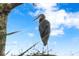 Great blue heron perched in tree overlooking lake at 3192 Nautical S Pl, St Petersburg, FL 33712