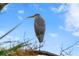 Great Blue Heron perched on a tree branch against a bright blue sky at 3192 Nautical S Pl, St Petersburg, FL 33712