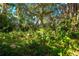 Overgrown backyard with dense tropical foliage and a glimpse of a shed at 5400 Bates St, Seminole, FL 33772