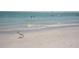White Ibis bird walking on a beach with people swimming in the ocean at 1722 St Croix Dr, Clearwater, FL 33759