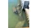 Manatees swimming near a dock or pier at 637 Pinellas Bayway S # 111, St Petersburg, FL 33715