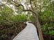 Scenic boardwalk path winding through lush mangrove trees at 744 Jungle Queen Way, Longboat Key, FL 34228