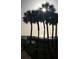 Silhouetted palm trees at sunset with ocean and pier in background at 880 Mandalay Ave # C314, Clearwater Beach, FL 33767