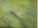A manatee swims in the clear green waters at 11846 Mile Marsh Dr, Riverview, FL 33569