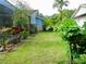 Large backyard with green grass and tropical plants at 1713 Grand Central Dr, Tarpon Springs, FL 34689