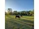 Beautiful pasture with two horses grazing in the grass under a clear blue sky at 13621 Mcintosh Rd, Thonotosassa, FL 33592